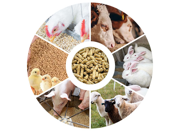 feed pellet mill application
